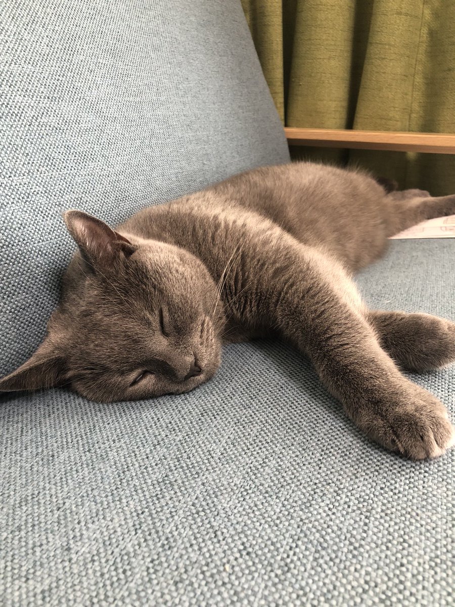 chartreux_ryu's tweet photo. おい！いい加減起きろ！柱の前だぞ！！
#チュール柱以外起きません
#猫 https://t.co/mkCnRnvzvz