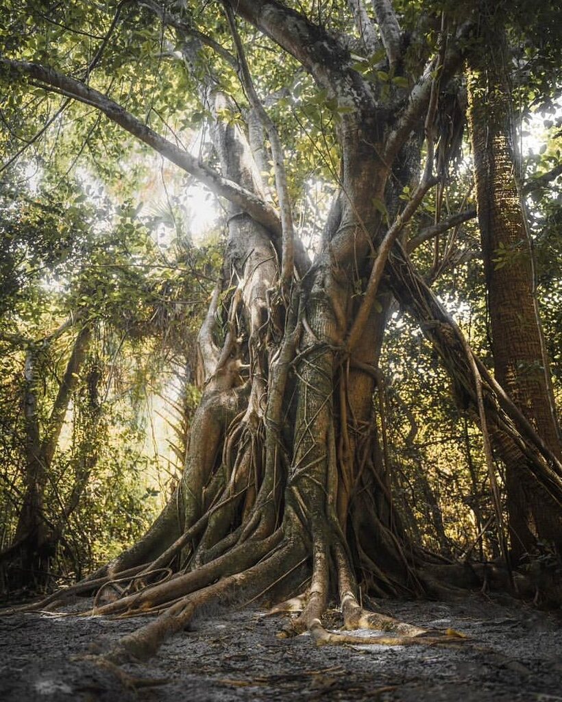 Intertwined jungle vibes 🌿 Photo by @eyesofinfinity_ tag your photos with #floridaexplored to get featured 
.
#realflorida #roamflorida #onlyinflorida #exploreflorida #fortlauderdale #stranglerfig #wildflorida #keepflwild #travelflorida #travelflorida instagr.am/p/CsPuveDsQ72/