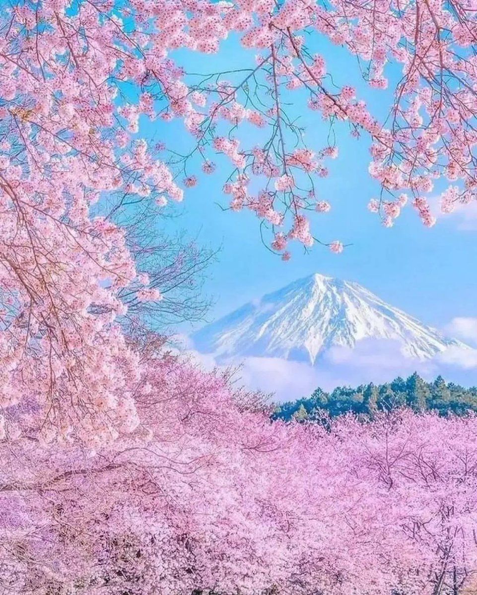 Mount Fuji Japan in cherry blooms