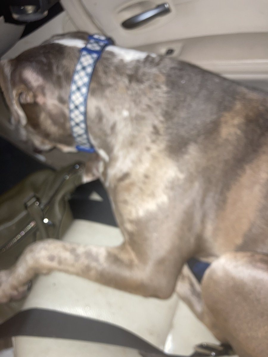 tyler_levon's tweet photo. I couldn’t let this little guy stay stranded outside of Taco Bell. The sweetest pitbull I’ve ever met, my 30 minute bestie. He’s with Greenville Animal Care. Hope you find your family pal 🐶❤️❤️❤️❤️✨ *I cried when he had to go* 🥹 https://t.co/QL4UfN71dI