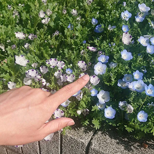 y_mochizuki's tweet photo. ネモフィラ
Nemophila flowers.
#ネモフィラ #Nemophila #Nemophilaflowers #花壇 #flowerbed #花 #flower
#partsmodel #handtalent #handmodel #menshands #menshand #手 #指 #hands #hand #fingers #finger
#パーツモデル #手タレ #ハンドモデル #男の手 https://t.co/i8CaldPDw1