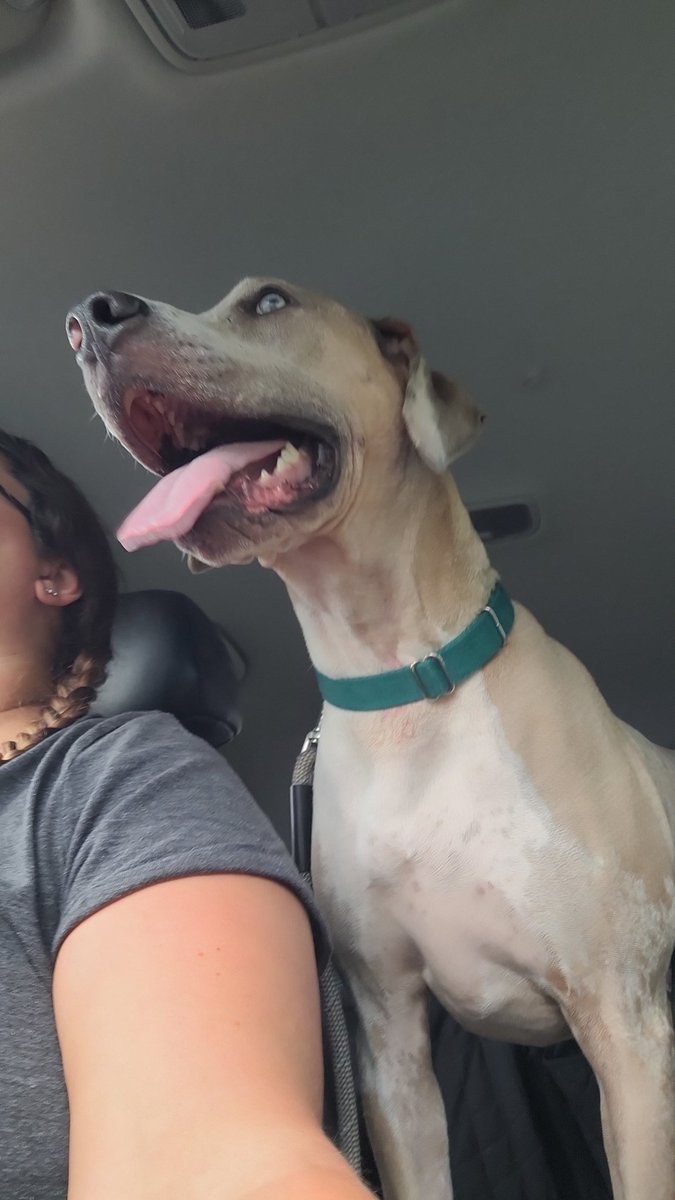 HorrorDog20's tweet photo. Mom went with her dad on vacation, so I stayed at a boarding place for the first time, and I had SO MUCH fun! They had camp where I got to play with other floofs, and I went for walks with the nice ladies. I was most excited when Mom picked me up though💜 https://t.co/a4vnl94ob4