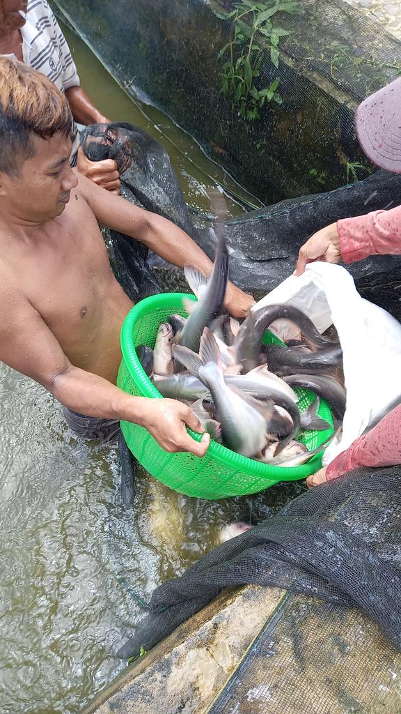 ramli_bang's tweet photo. Panen Perdana Bantuan Benih patin dan pakan dari DKPP Kab. Banjar Bidang Budidaya dengan hasil 1,2 Ton ikan patin harga Rp.19.000/kg pokdakan Makmur Sejahtera Bersama
#GiatluhkanSatminkalBWI
#Luhlapor
#Produksi https://t.co/JNEwXP8mmF