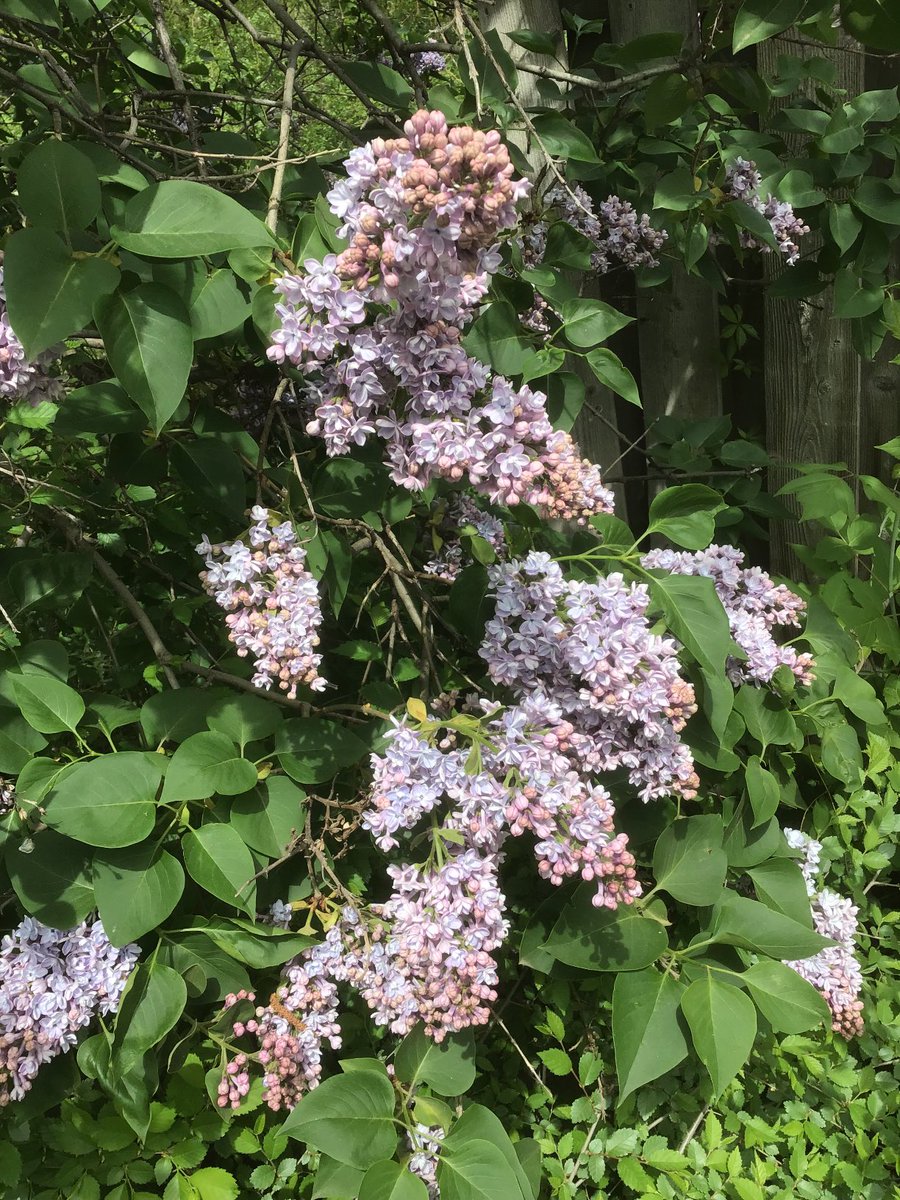 judydp's tweet photo. My lilac tree is blooming so beautifully.. 😍😍 https://t.co/joWq1DjwbT