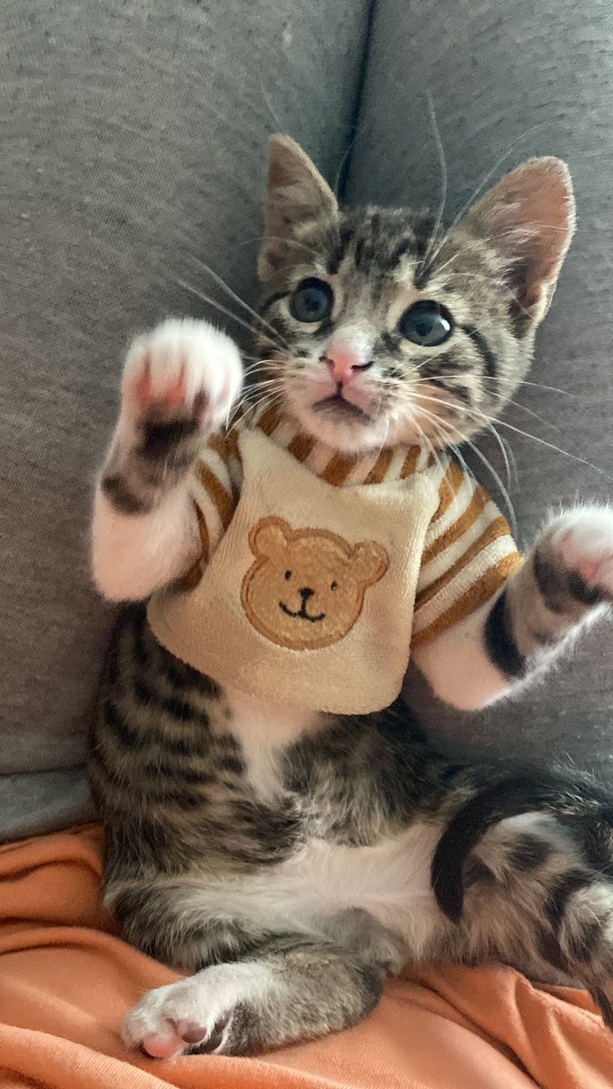 michaelmurcia31's tweet photo. Hola soy un gatito rescatado y ahora soy muy feliz ! https://t.co/JVDhPUeUMo