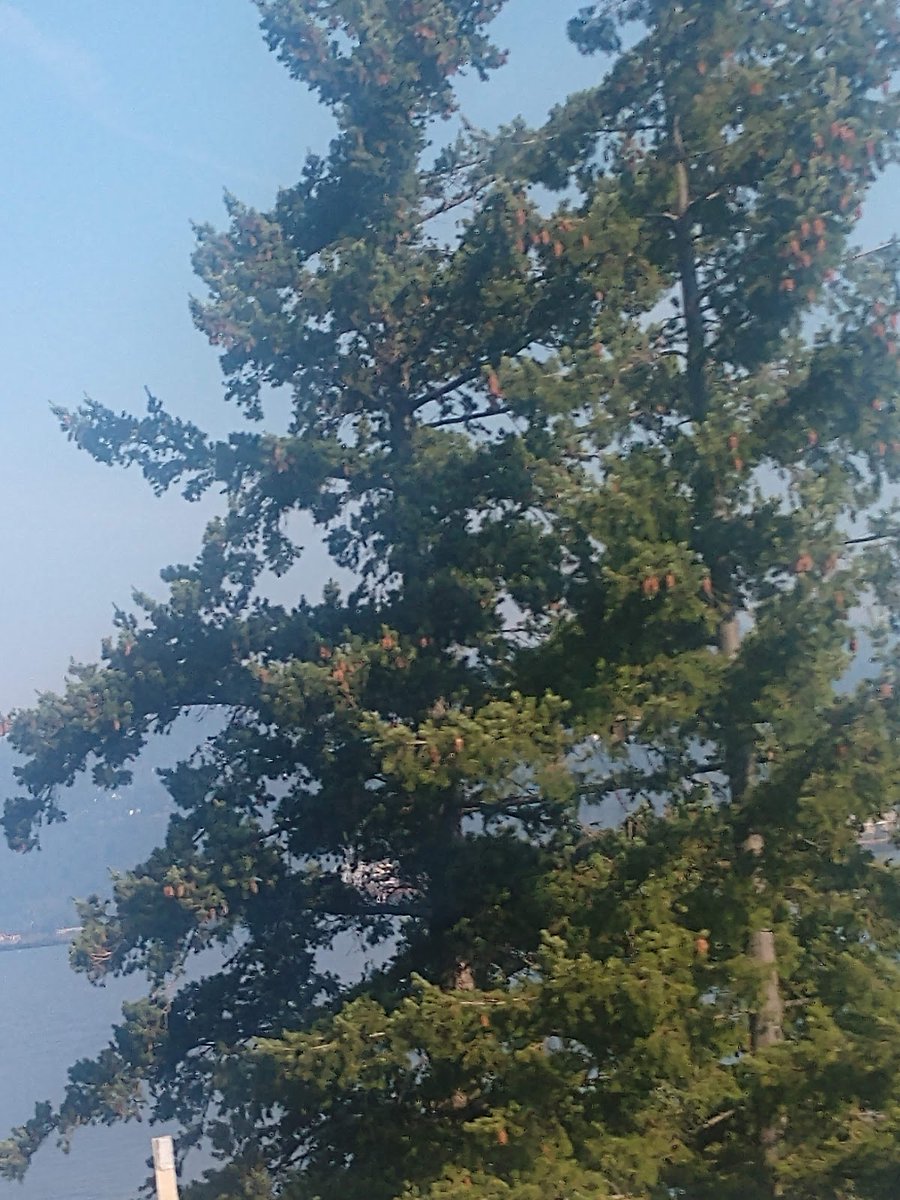 New town every hour on Twitter "Bingen, Washington Population 742