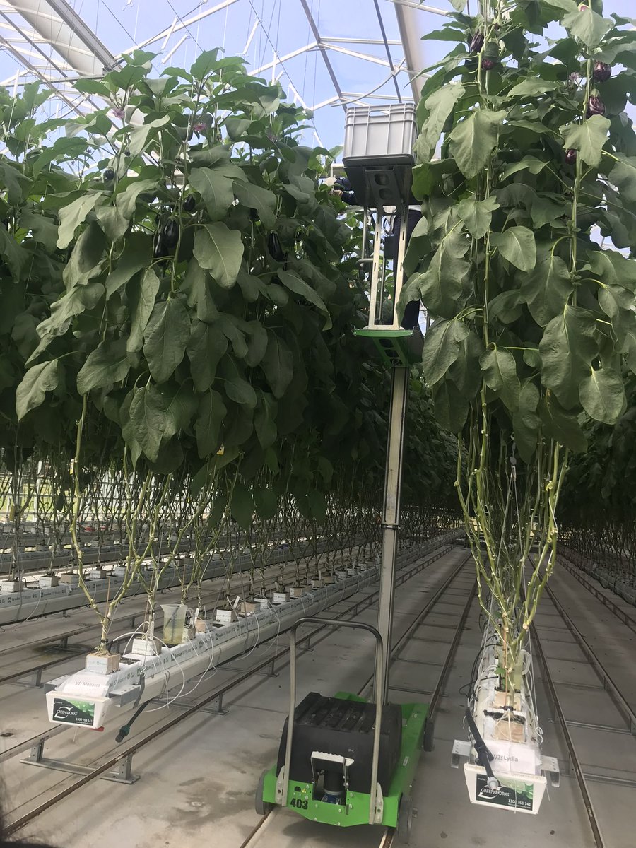 CoE_AgEd_RAC's tweet photo. Year 8 Applied masterclasses with @westsyduhie @westernsydneyu researchers exploring protected cropping and carbon research. Fabulous learning linked to current research. @NSWEducation @mccallumtp @dizdarm #partneredlearning #AgSTEM https://t.co/9aZvPJzEot