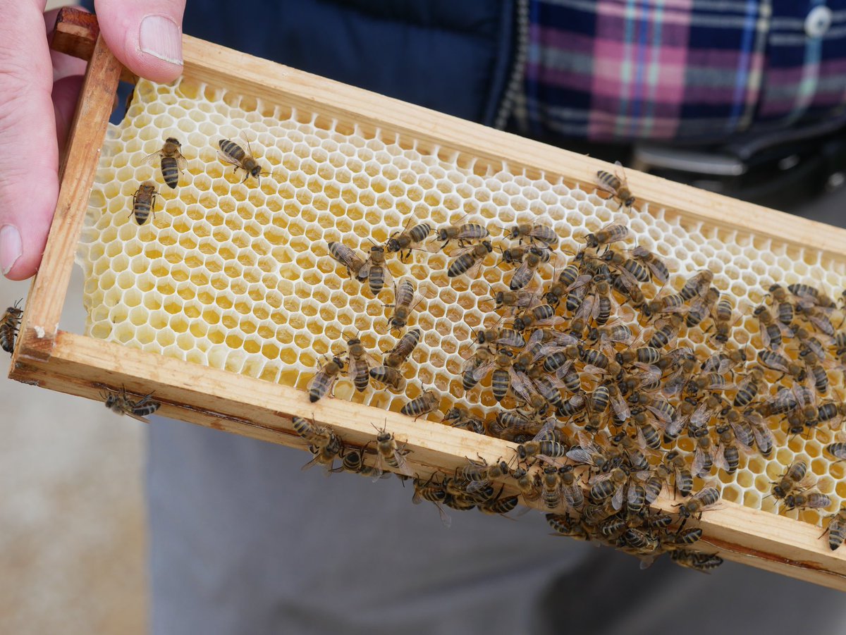 PflausenimKopp's tweet photo. Moin.
Ich hatte gestern ein sehr interessantes Gespräch mit einem sympathischen Imker, im Anschluss durfte ich diese Bienenwabe mit ca.200 von 40.000 seines Bienenvolkes mit meinen bloßen Händen halten.
Faszinierend. 🥰
Mir kann diese Woche keiner was…
#safethebees 🐝 https://t.co/Cz01rWDo0p