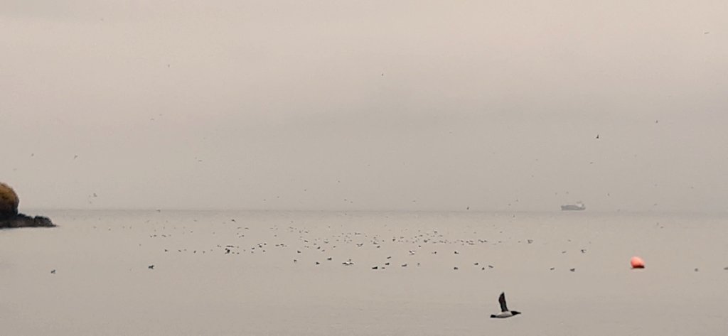 And here's more puffins - a raft of puffins - apparently a record 47,000 have nested on Stomer this season. Very happy to have their company as we paddled in Pembrokeshire with seakayakguides @ChelseaKayak