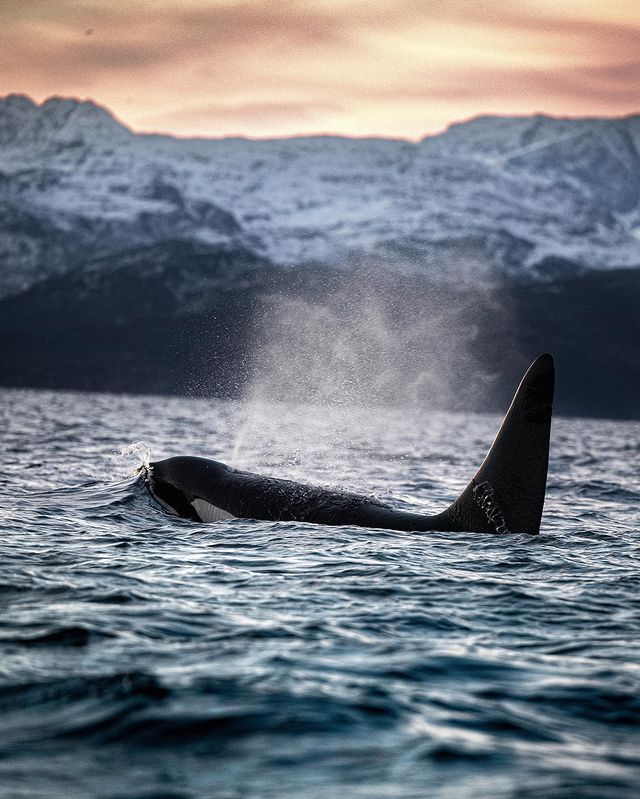 Last year, #NikonAmbassador Konsta Pukka (@KPunkka) spent a week photographing orcas in the fjords of Norway. During the rare few hours of daylight, Konsta used his #Nikon camera to steal this shot of an orca as it cut through the water’s surface. bit.ly/3Bdlqln