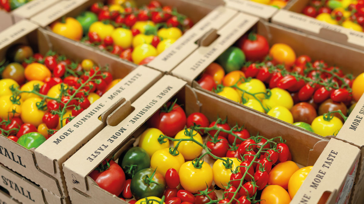 vandmsw's tweet photo. The iconic range of rich heritage tomatoes from the Isle of Wight is back in season 🍅

The unique collection offers beautiful and flavourful varieties of perfectly ripe tomatoes 😋

#vandmsw #fresh #produce #southwest #groceries #homedelivery #localcollection #iowtomatoes https://t.co/DIB86JhCzs