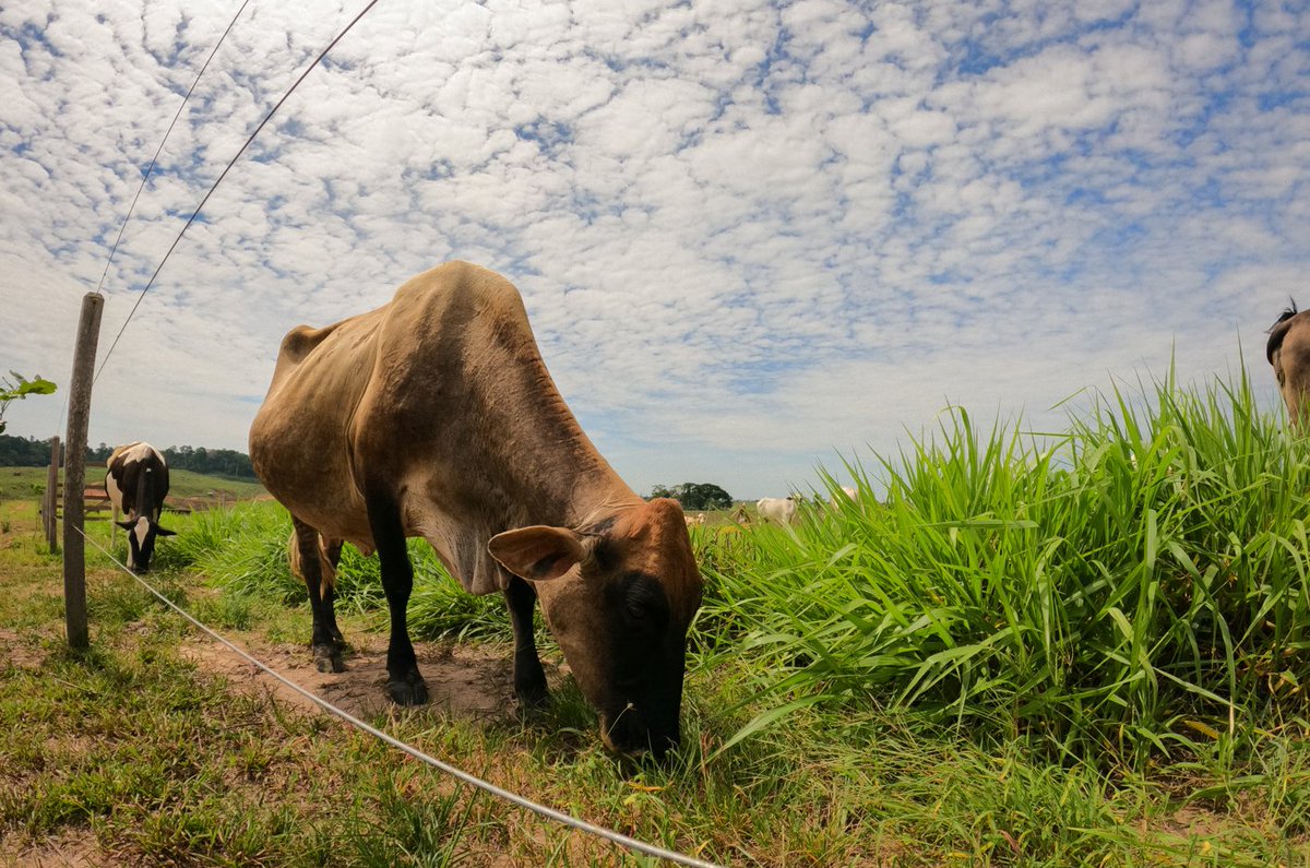 ClimateGroup's tweet photo. The main cause of deforestation in the Peruvian #Amazon? Extensive cattle ranching. 

Find out how we’re working to reverse this trend and regenerate crucial forest ecosystems.

https://t.co/oGyLKTssQz

#Under2Coalition https://t.co/pncOJnCGLm