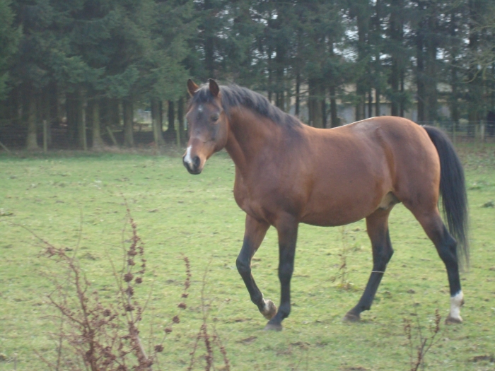 Arabische Volbloedhengst te koop paardenhandelaren.com/paardenhandel/… #paarden