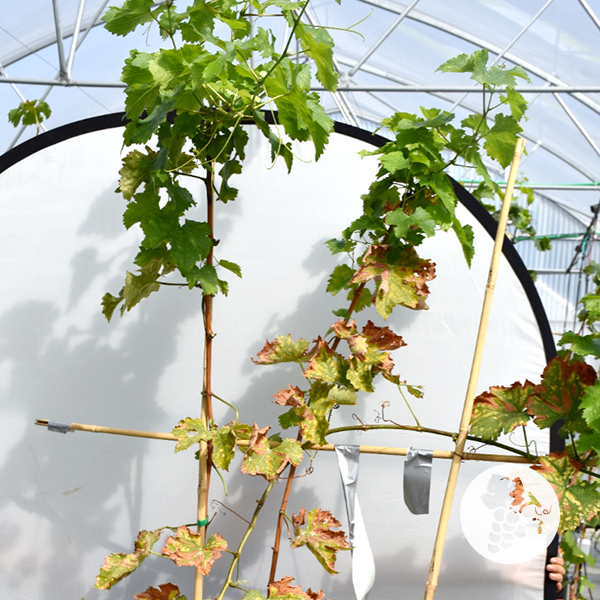 International Viticulture and Enology Society tweet media