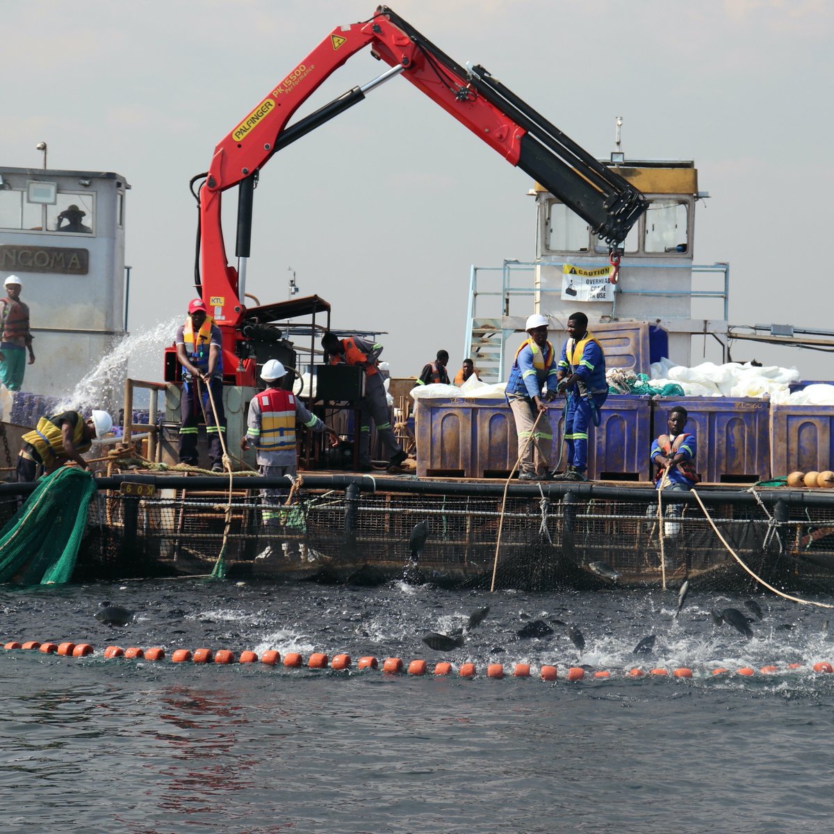 Promoting sustainable growth of #aquaculture is crucial for #foodsecurity, especially in countries where aquatic foods provide affordable animal protein.

@FAOFish is supporting this #BlueTransformation in Zambia. 

Check out how 👉 bit.ly/42HitoW

#COFIAquaculture