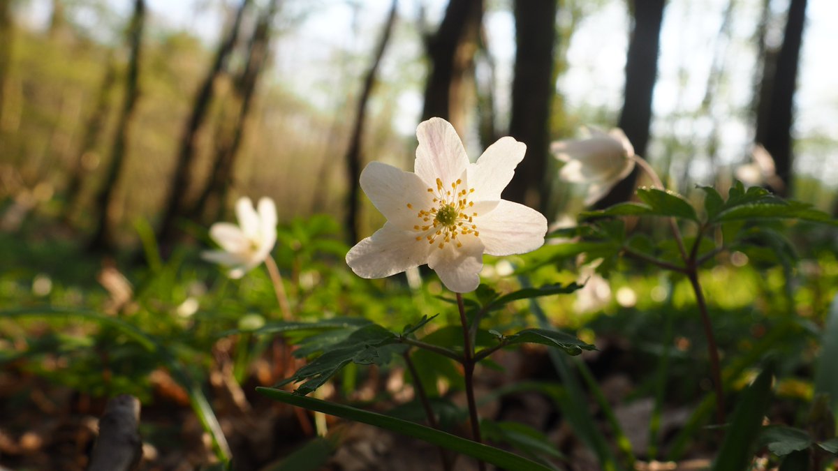 123Walks's tweet photo. Wildflower Spotter - Brede High Woods
Leaflet updated with extra pics - lots of flowers, lots of route options, two free car parks, less muddy now (but still sticky in places).
#rotherwalks #naturewalks #springwalks #brede #broadoakbrede @1066Times https://t.co/zXNkFYbHKD