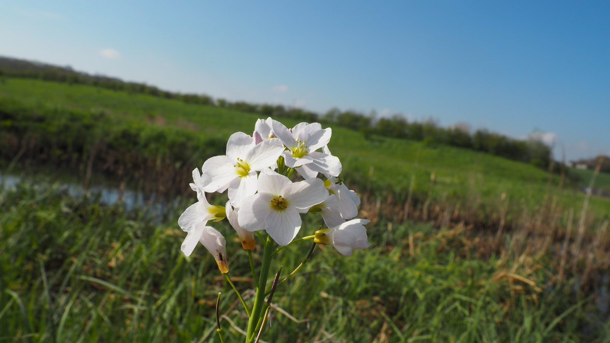 Combe Valley Wildflowers - spring &amp; summer sheets.
4 short walk maps available - see 123walks.org
#combevalley #rotherwalks #hastingswalks #naturewalks #rother #stleonards #bexhill #bexhillwalks #connectwithnature