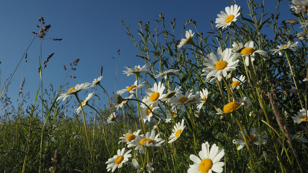 123Walks's tweet photo. Combe Valley Wildflowers - spring &amp; summer sheets.
4 short walk maps available - see https://t.co/sVCBEvk3Cf
#combevalley #rotherwalks #hastingswalks #naturewalks #rother #stleonards #bexhill #bexhillwalks #connectwithnature https://t.co/A1grCbKobw