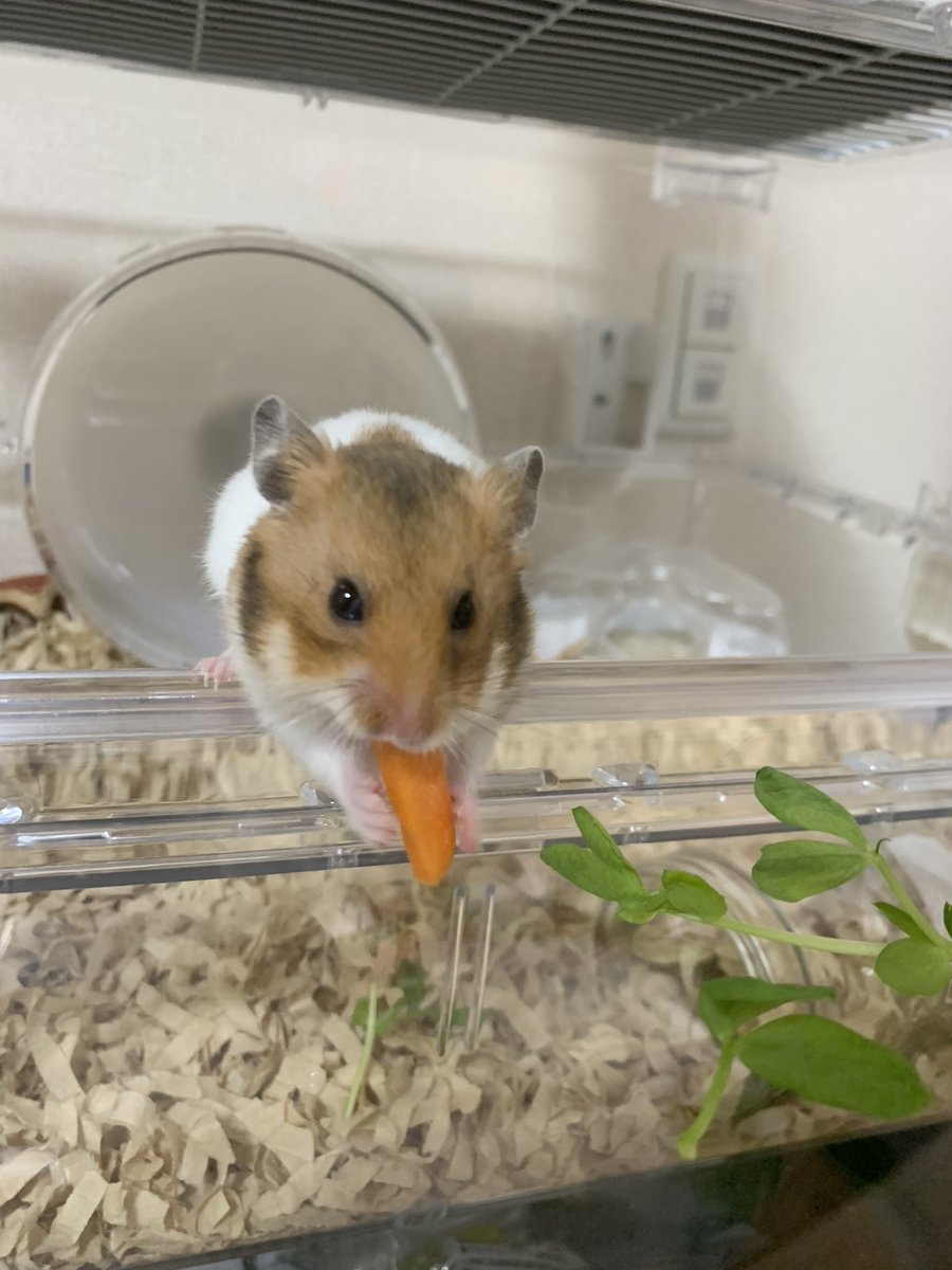 このこも！
 #カワイスギクライシス