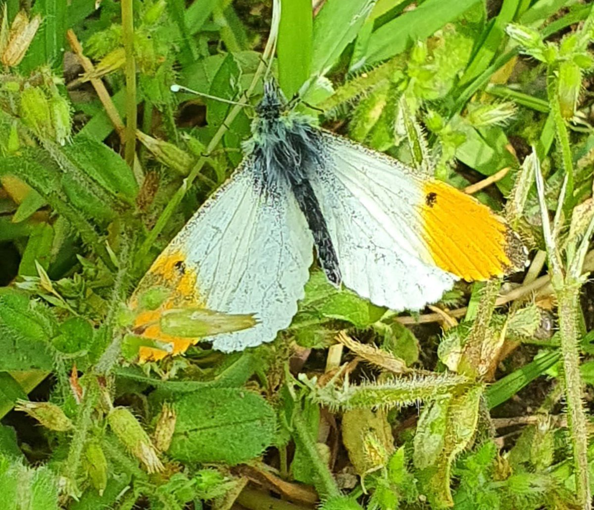 triangle_garden's tweet photo. Here are some of the pollinators and other bugs we spotted at our volunteer morning yesterday - can you identify them all? 

#pollinatorcount #bugspotting 
#citizenscience https://t.co/bJ73eiJxko