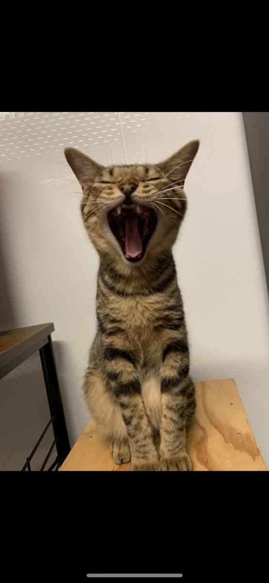 うちのカワイスギクライシス！！
 #カワイスギクライシス