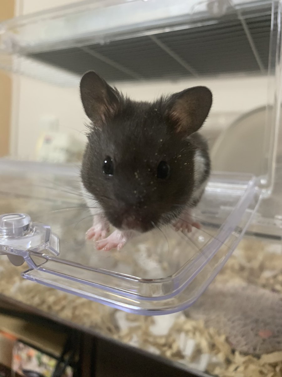 うちのカワイスギクライシス！！！ #カワイスギクライシス