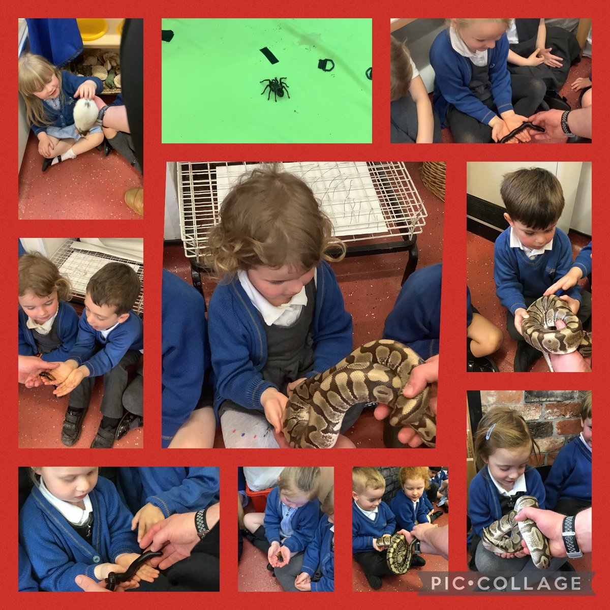 Nursery had an exciting visit from ZooLab on Tuesday last week. Everyone really enjoyed it! 😃🐌🕷🐭🐍