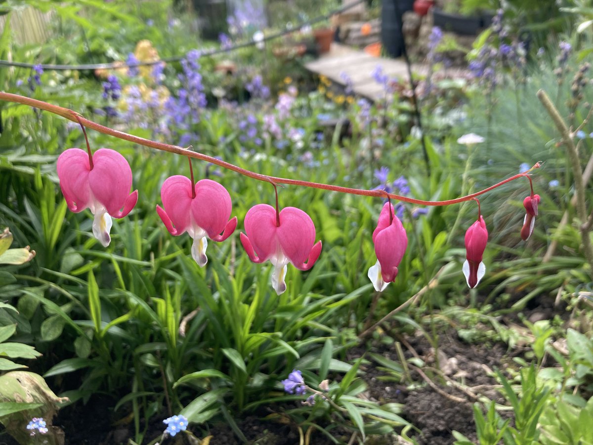 martin_j_robson's tweet photo. my #floweroftheday is back after I had the #lurgy #manflu & I’m spoilt for choice in the beautiful month of #may but even though I have picked it already in the last few weeks #bleedingheart is my favourite in our #cottagegarden #herbaceous #perennials #lamprocapnos #spectabilis https://t.co/zoZABmnxW8