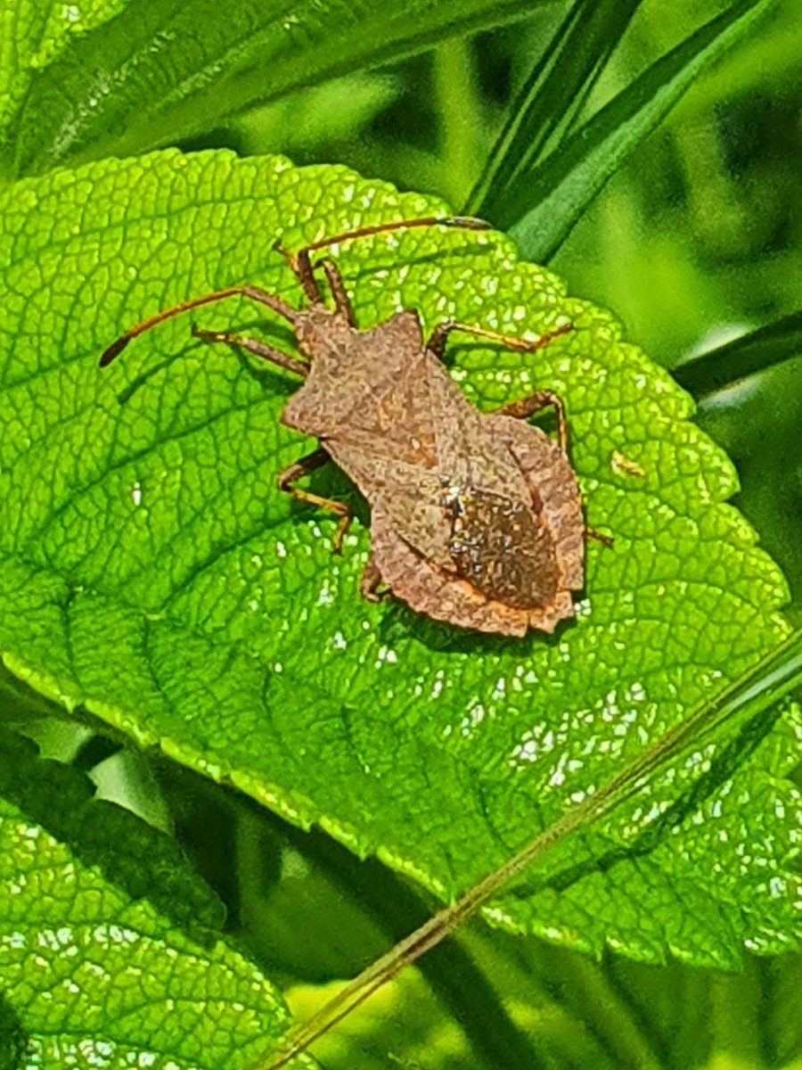 triangle_garden's tweet photo. Here are some more of the pollinators and other bugs we spotted at our volunteer morning yesterday - can you identify them all? 

#pollinatorcount #bugspotting 
#citizenscience https://t.co/AHzOoiWjGn