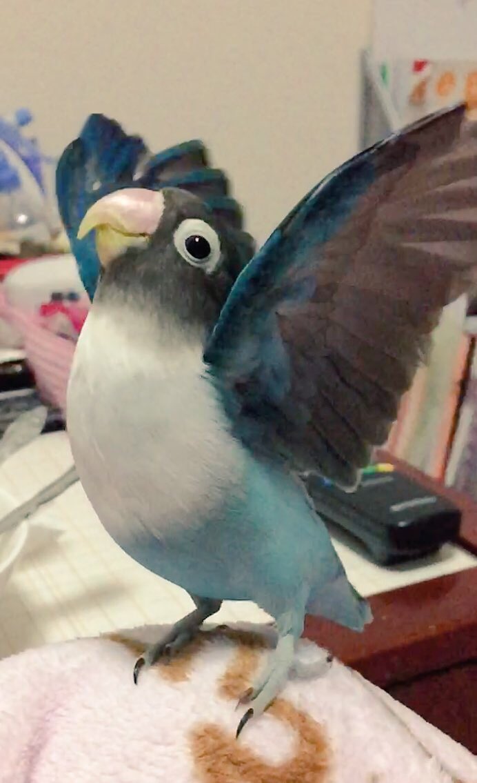 0125321's tweet photo. どやっ✨️
 #鳥の笑った顔を見せて https://t.co/3byEwlQjnY