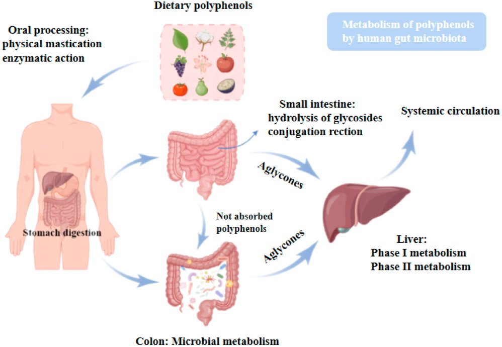 Molecules_MDPI's tweet photo. 📌#dietarypolyphenols #intestinalmicrobiota #depression
New Publication “Dietary Polyphenols as Prospective Natural-Compound Depression Treatment from the Perspective of Intestinal Microbiota Regulation”
By Xin Zhang et al.
👉https://t.co/KKkzt4tRBq
#mdpimolecules #NewPublication https://t.co/xdnMR4ttQj