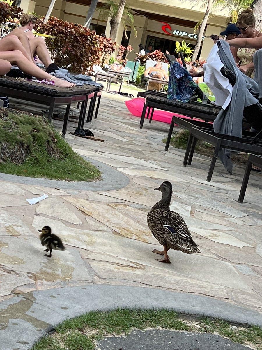 プールサイドに鴨の親子🦆