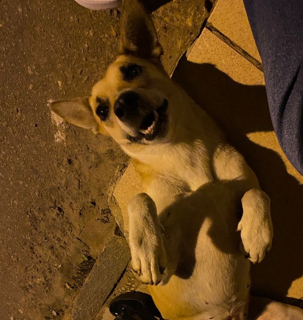 a nina passando na tml de vocês com suas orelhinhas fofinhas  (amo esta querida) a última foto é um bônus (tenho quase certeza que ela é surda de uma orelha) um amorzinho... ai meu coração <3