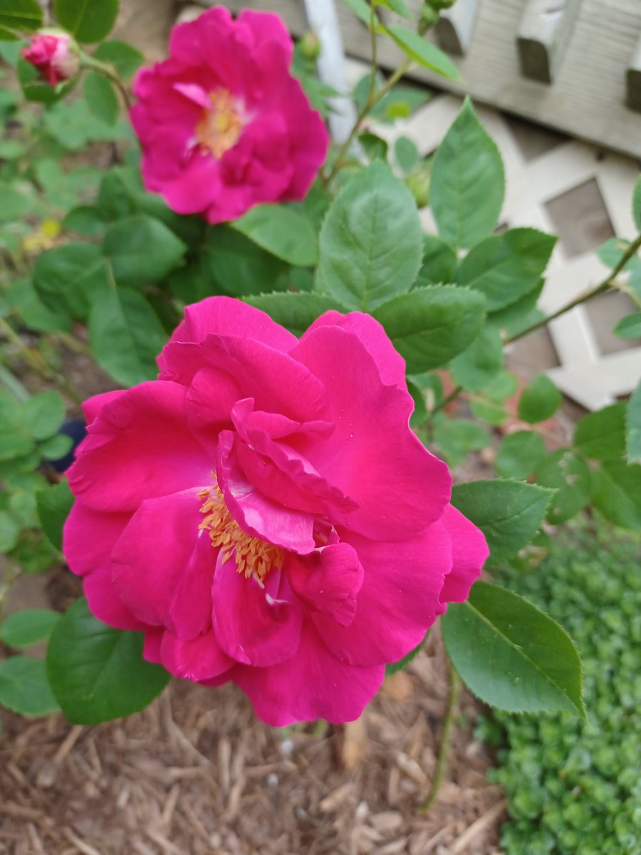 #roses are beautiful 😍 #garden #gardening #SpringFlowers #GardensOfTwitter