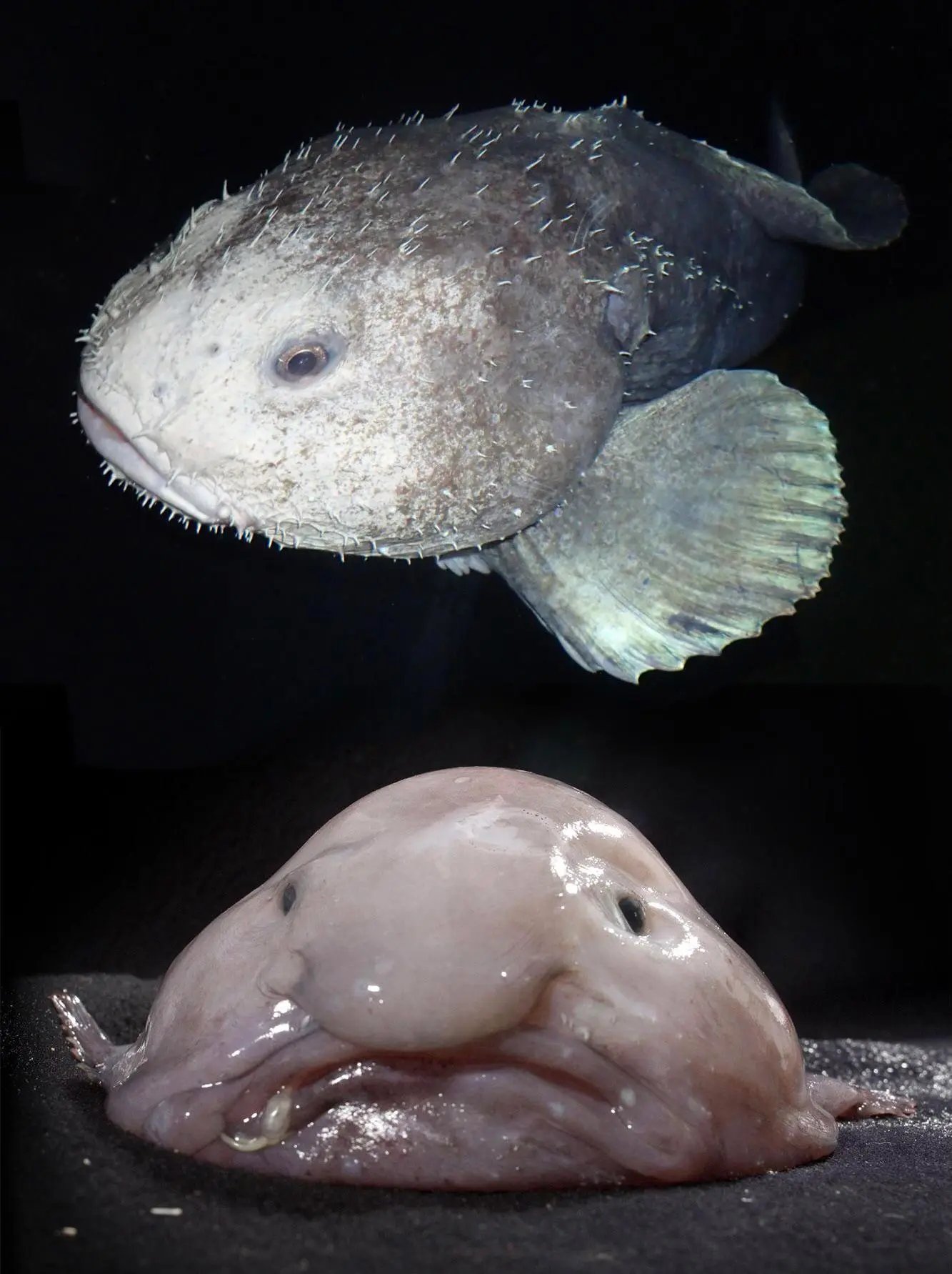 Blobfish under 2,000 to 4,000 feet of water look ordinary but if