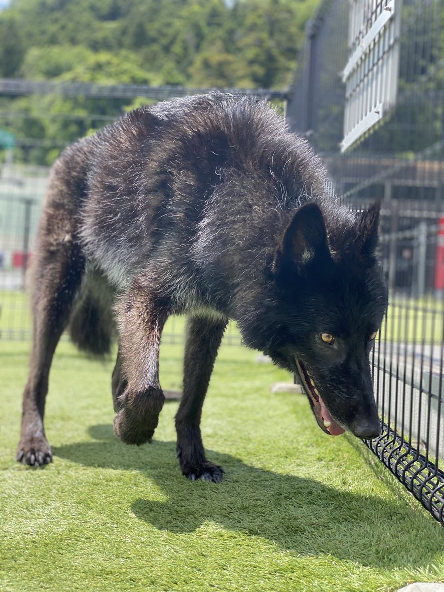 fenrir_wolfdog's tweet photo. イケメンとドッグランなう https://t.co/mPOr5DJowx