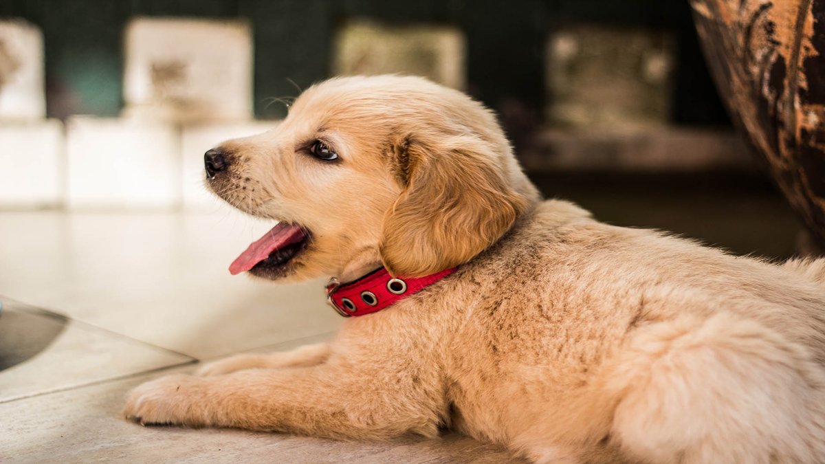 sage_s65739624's tweet photo. The problem of #dog_leash_pulling can be approached in a variety of ways. Similarly to showing your #dog how to "heel," the "loose leash" method is less strenuous for the dog. #Leash_Train_a_Pulling_Dog #stop_dog_pulling_leash #Dog_Training
https://t.co/apFiTUIUC3 https://t.co/ie1Bg4PbUz