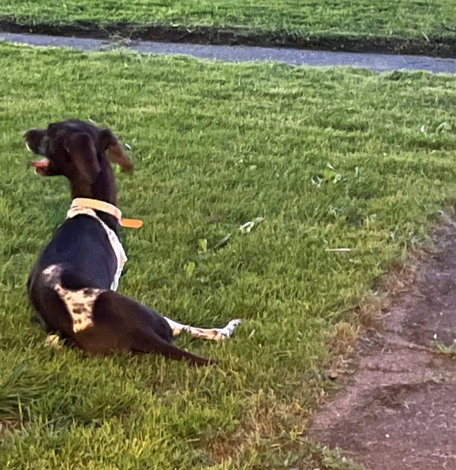 May you forever be as happy as Squeeg is to be outside in this world. https://t.co/S0xTvj6iwR