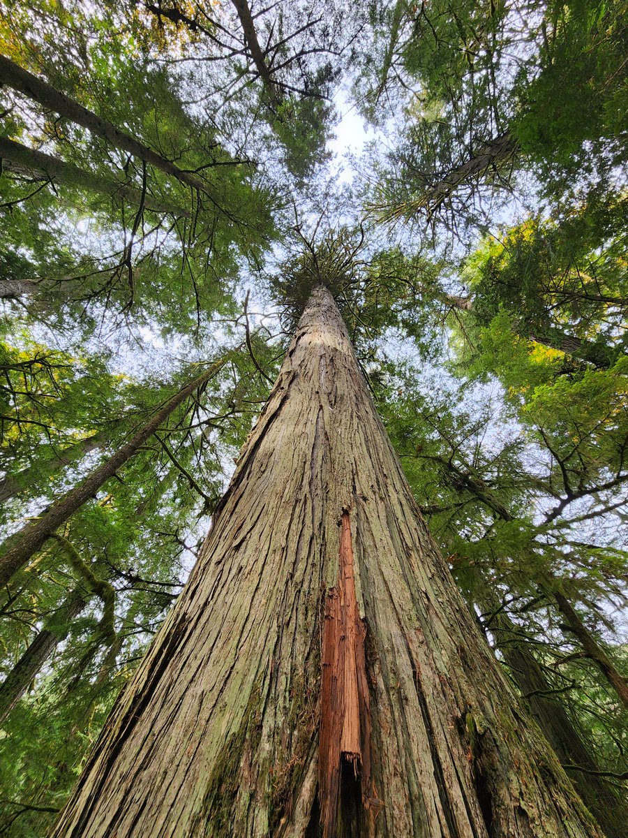 Dux Ducis (@_duxducis_) on Twitter photo 