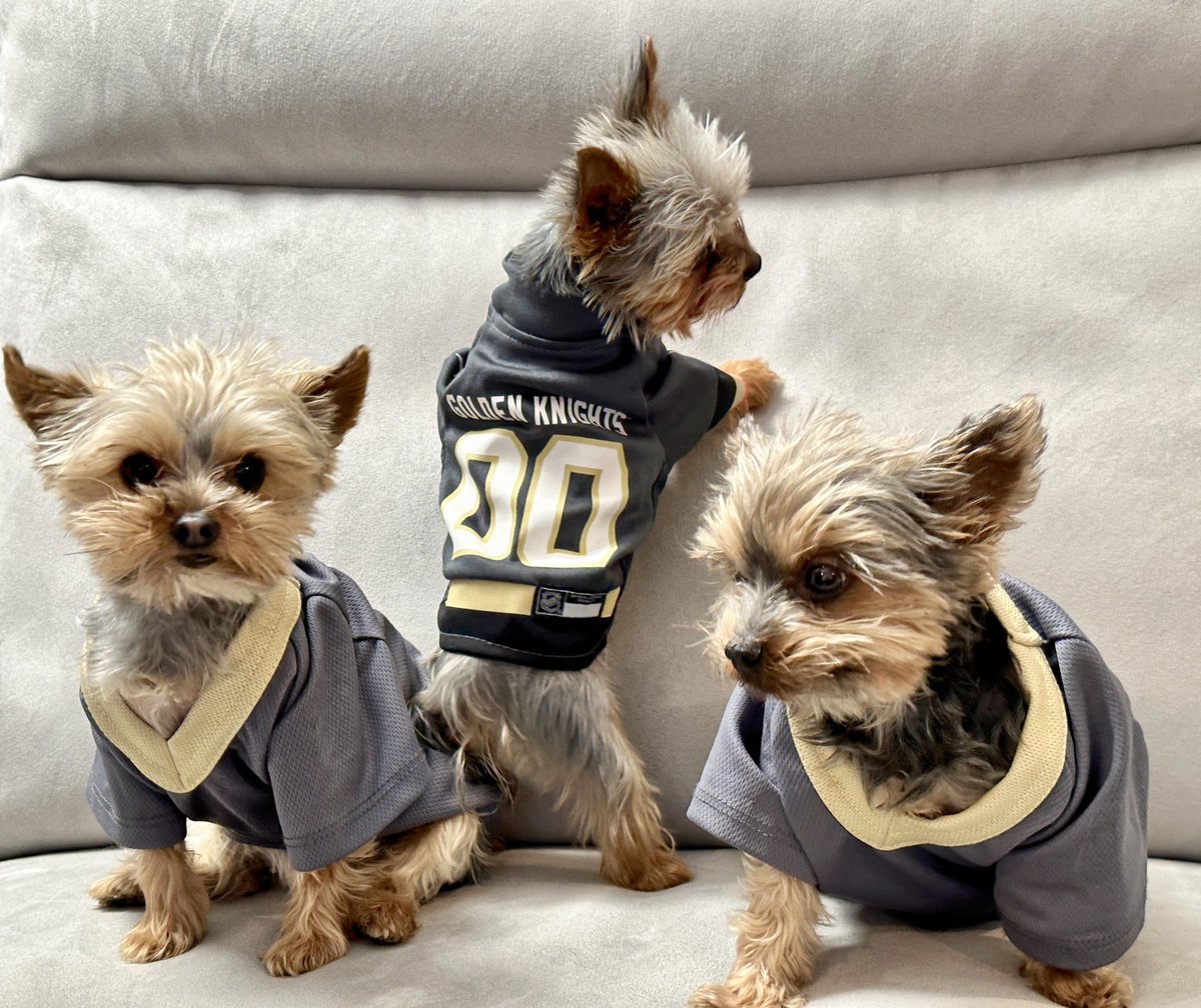 Our hat trick of Yorkies celebrating with Marchessault and our <a href="/GoldenKnights/">Vegas Golden Knights</a> WIN!!! #GoKnightsGo #UKnightTheRealm #VegasBorn <a href="/LasVegasLocally/">Las Vegas Locally 🌴</a>