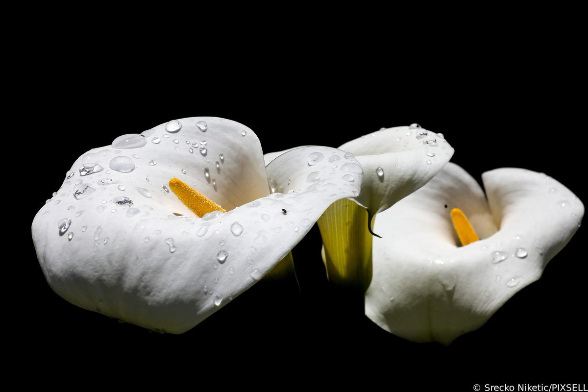 Dobro jutro / Good Morning / Guten Morgen 🌞 🌹

📸 Srećko Niketić/PIXSELL
#goodmorning #morning #caosvima #jutro #dobrojutro #Travel  #PHOTOS #PhotographyIsArt #photoofthedays #croatia #Flowers #cvijece