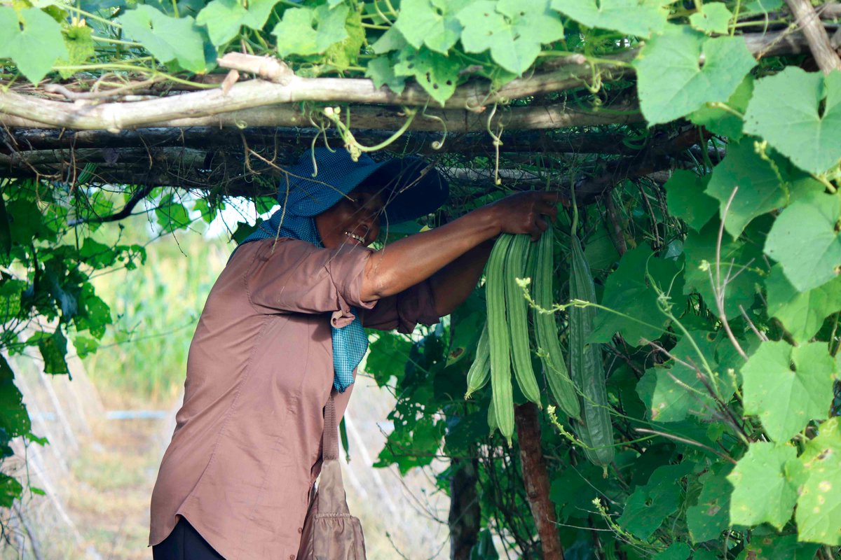 focussouth's tweet image. Despite being the backbone of food production, women still face discrimination and multiple constraints in their roles. It's time to recognize, empower, and uplift their voices. #CFSGender #WeExist | @UN_CFS @CSM4CFS

📷 from: focusweb.org/solidarity-wit….