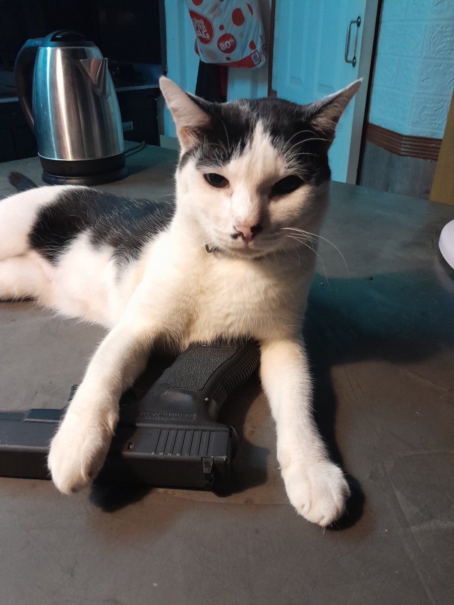 MischiefCourt's tweet photo. @ShouldHaveCat Sim has a different approach to letting me know leaving is not appreciated! https://t.co/fE2EgjICEn