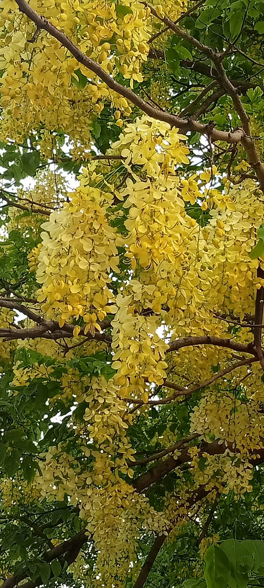 #morningvibes 
#Goldenshowertree 
#Amaltas 
#Cassiafistula 
#Sonajhuri 
#অমলতাস
#Sonajhuri
#সোনাঝুড়ি
#nature 
#NaturePhotography 
#mobilephotography