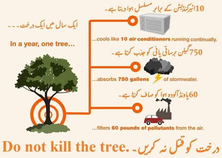 Grow Trees, Save Earth.🌳
#savetrees #savenature