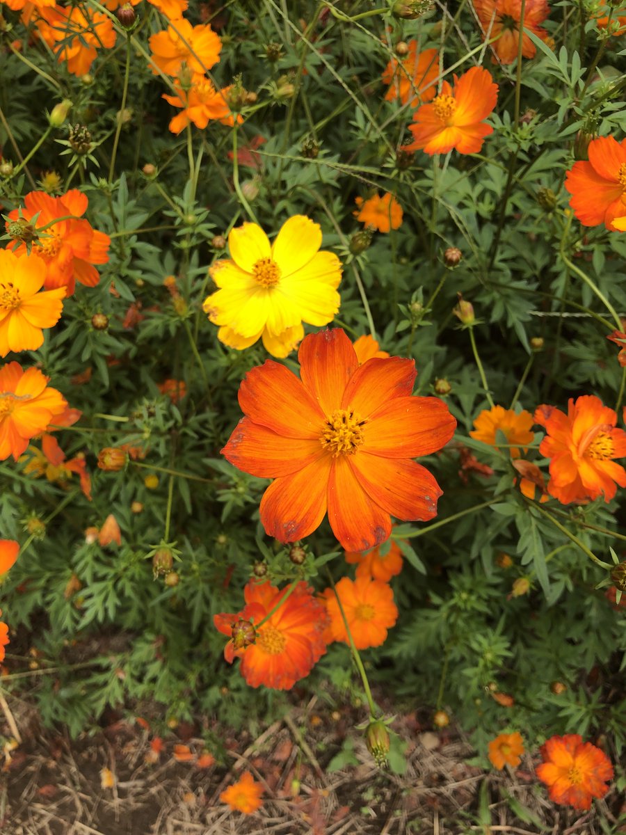 Oh, missing spring days!

#summernow #familytime #Vivid #Orange #yellow #roadside #Tokyo #Japan #DateMyFamily