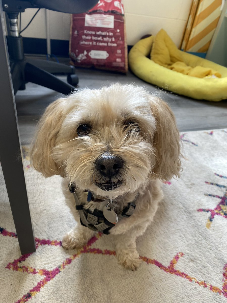 If you see this, retweet with the most recent pic of your pet.