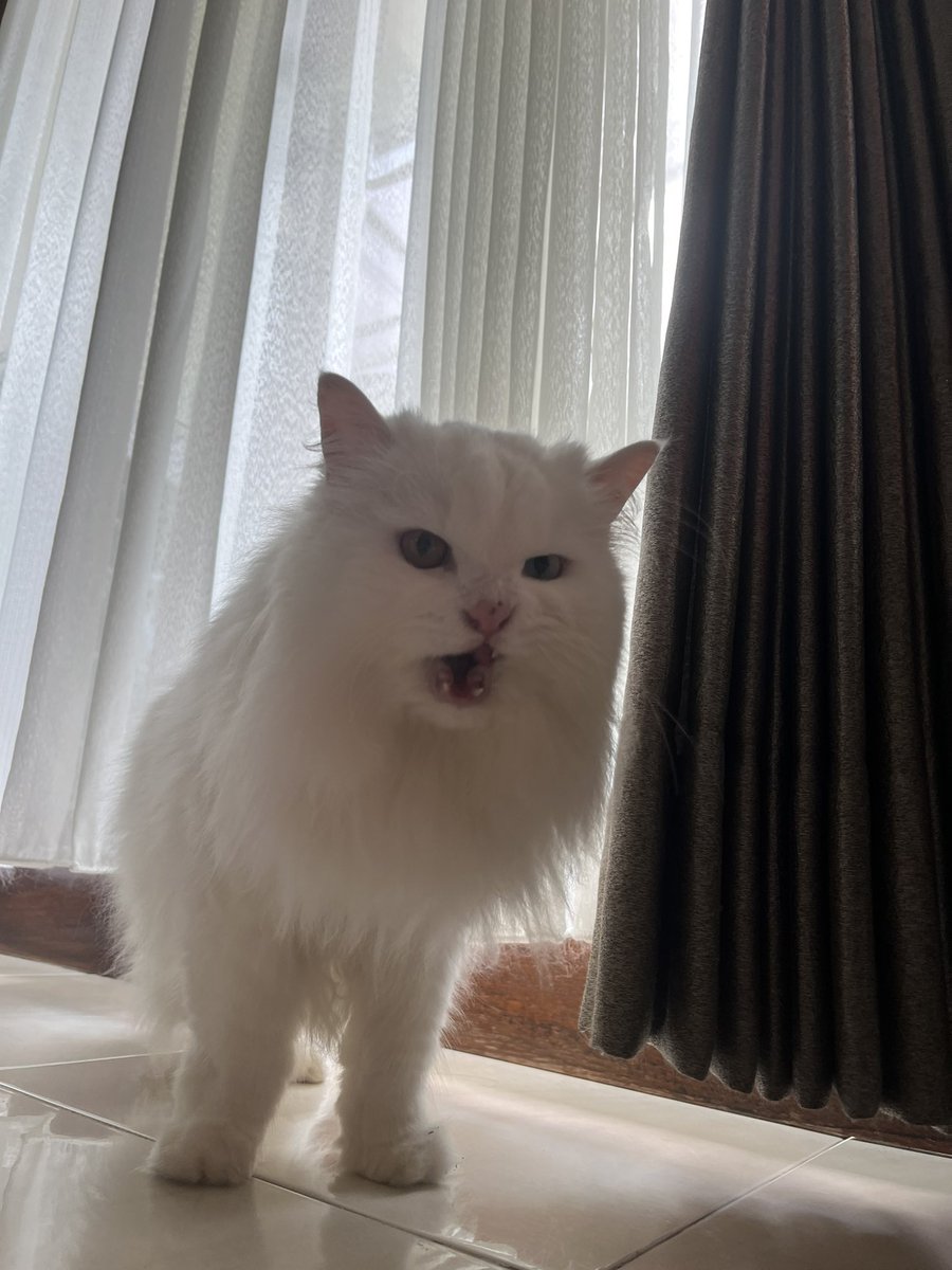 Dudut🐱 tweet media