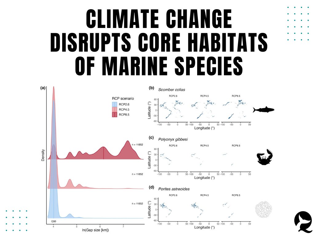 “This fundamental spatial and structural reorganization of #marinelife necessitates renewed efforts to expand the area, connectivity, and integrity of our #oceans while decreasing the number of #threatened #marinespecies,” the authors conclude. See more: bit.ly/Hodappetal2022.