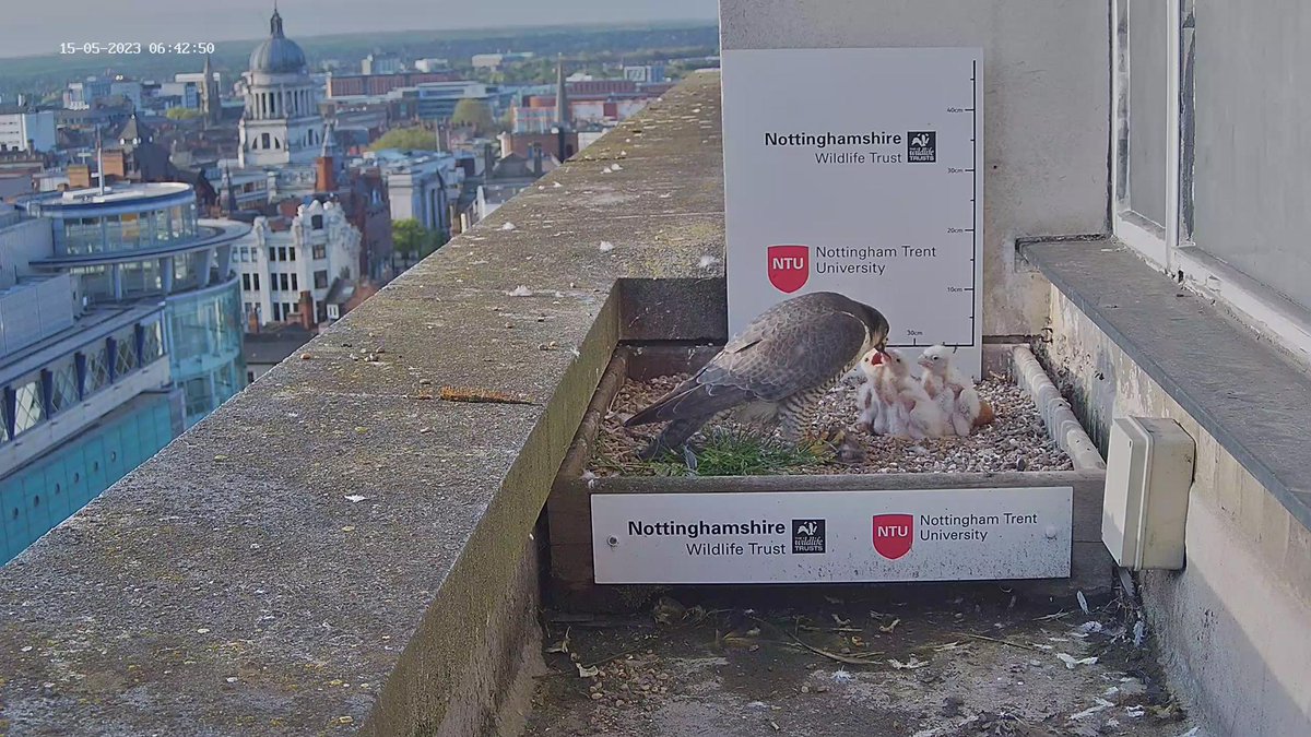 NottsFalconcam tweet picture